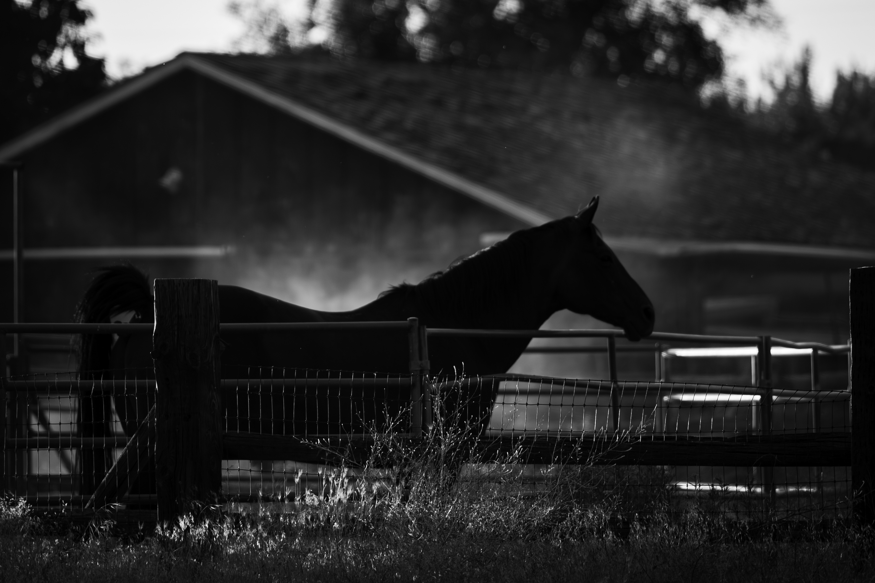 Horse silhouette at a fence rail at dusk, black and white, barn in background