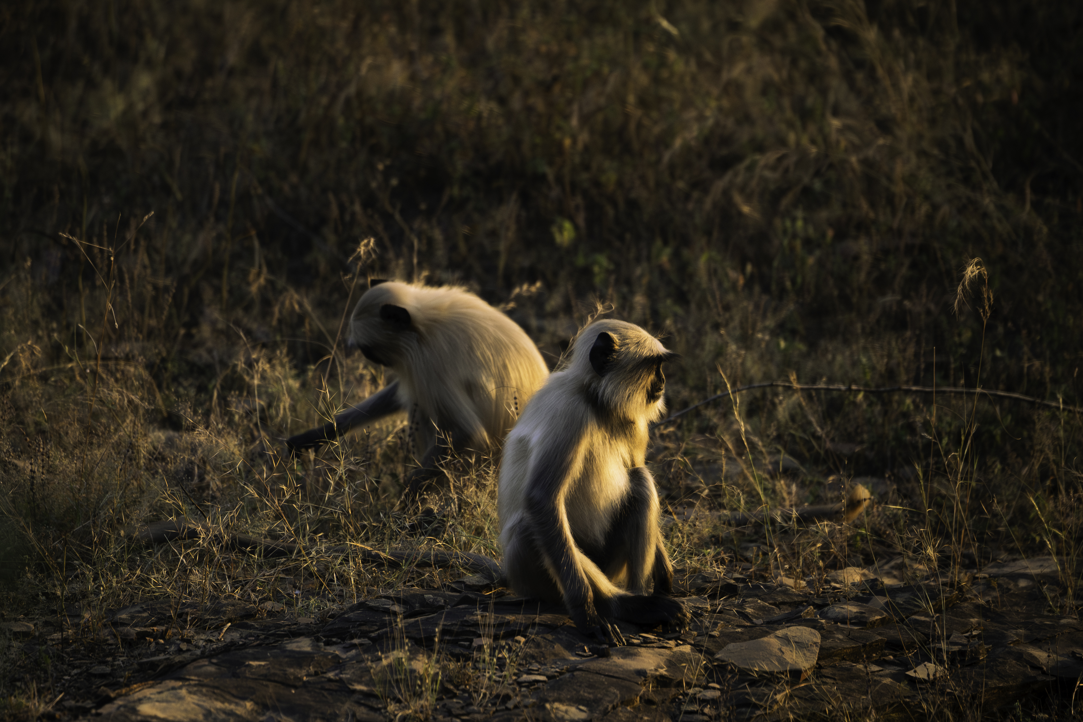 Two grey langur monkeys on rocky ground in golden afternoon light